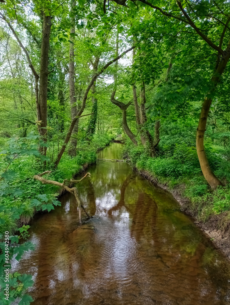 Fototapeta premium Bachlauf im Wald an der Sechs-Seen-Platte