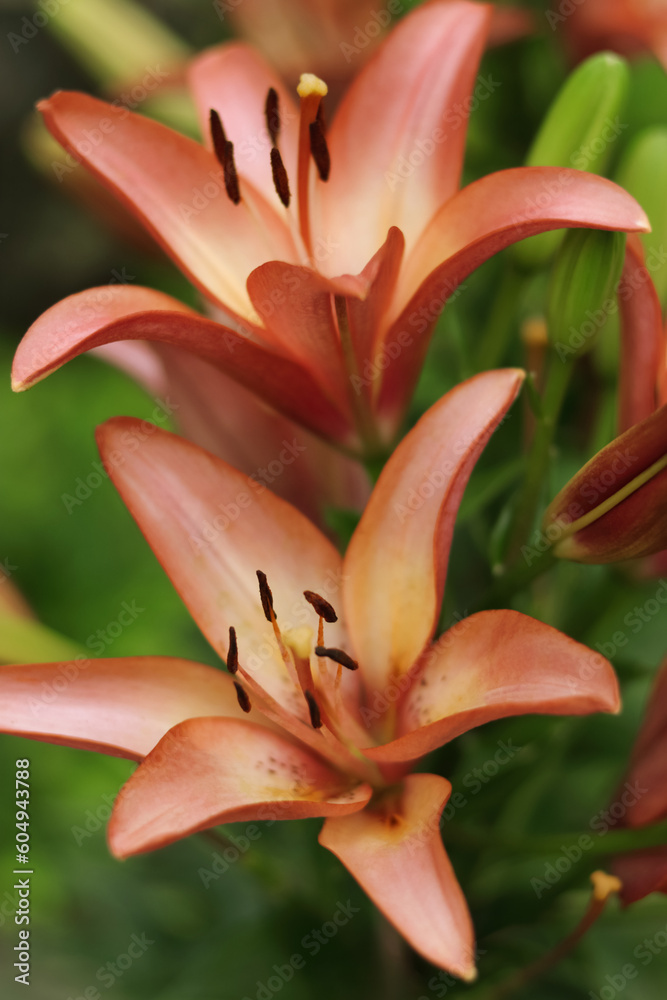 Bouquet of large Lilies. Lilium belonging to the Liliaceae. Blooming orange tender Lily flower. Orange Stargazer Lilly flowers background. Closeup of stargazer lilies and green foliage. Summer Bouquet of large Lilies. Lilium belonging to the Liliaceae. Blooming orange tender Lily flower. Orange Stargazer Lilly flowers background. Closeup of stargazer lilies and green foliage. Summer