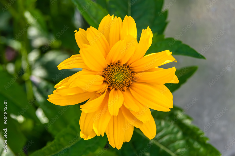 Fine wild growing flower aster false sunflower on background meadow