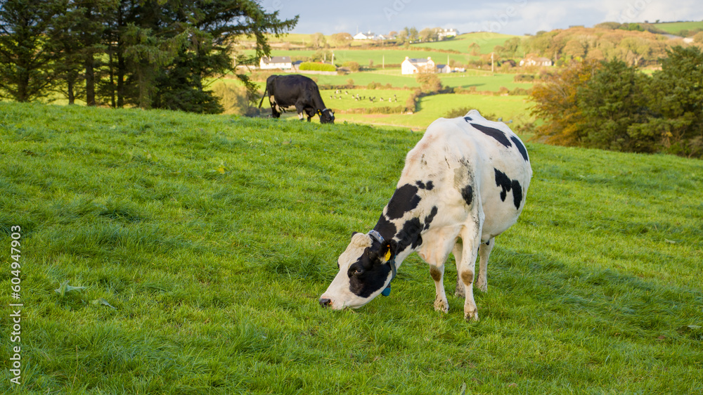 Cows eat juicy green grass on a farmer's pasture in Ireland.