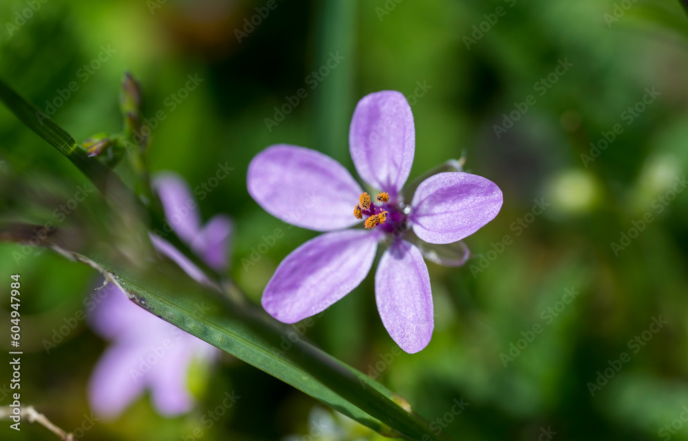Purple flower of Erodium plant with blurred background Purple flower of Erodium plant with blurred background