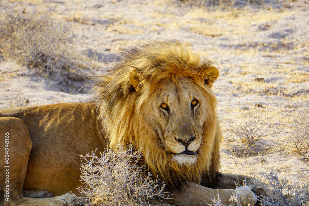 Obraz premium lion in the serengeti