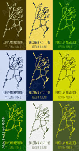 Set of vector drawing of COMMON MISTLETOE in various colors. Hand drawn illustration. Latin name VISCUM ALBUM L. 
