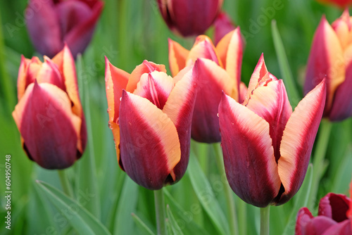 Triumph Tulip 'Slawa' in flower. #604950748