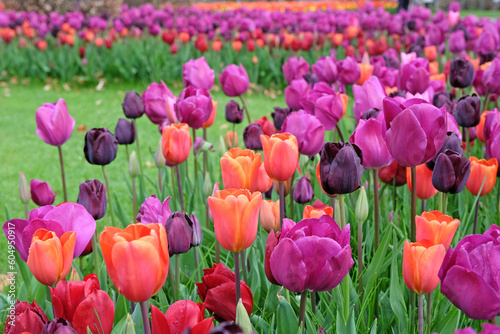 Triumph Tulips  'NegritaÕ, 'Annie SchilderÕ, 'Pallada'  and  'Paul Scherer' in flower.