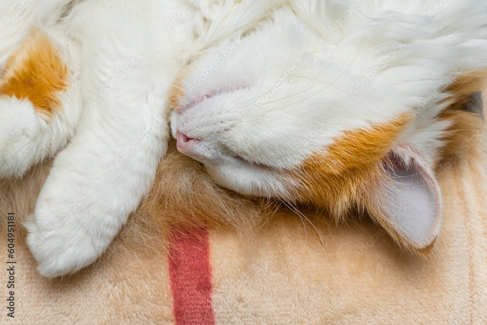 domestic cat sleeps on a warm blanket domestic cat sleeps on a warm blanket