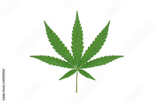 Green cannabis leaves isolated on white background, For montage product display or design key visual layout, Growing medical marijuana.with clipping path