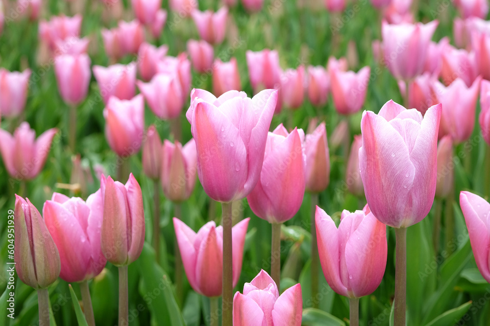Triumph Tulip 'Mistress' in flower. Triumph Tulip 'Mistress' in flower.