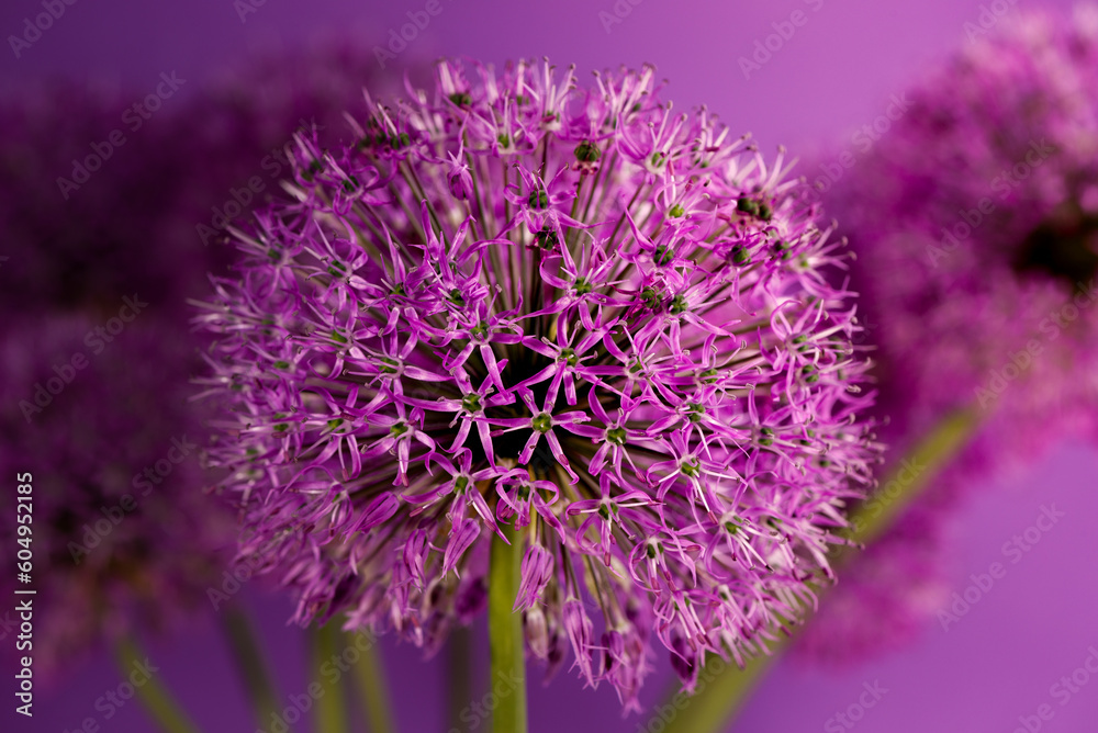 Allium flower, decorative bow on a white background. Purple ball of  flowers. Illustration for printing, backgrounds, wallpapers, covers,  packaging, greeting cards, posters, stickers. 4727024 Vector Art at Vecteezy