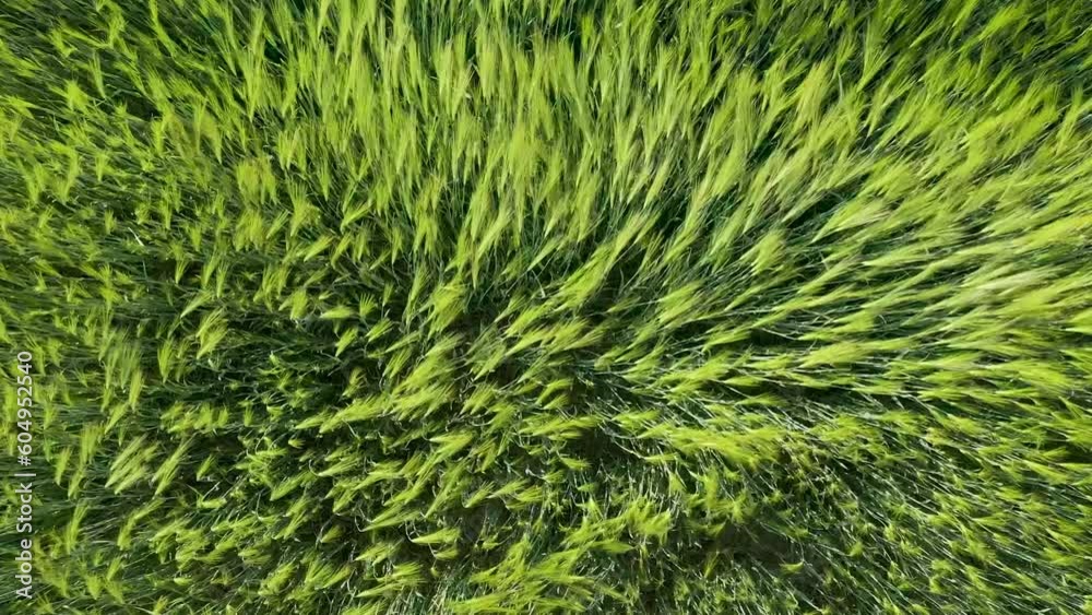 Top down drone fview over green wheat field waving in the wind. Green cereals field in the wind. Ears of wheat on the field blown by the wind. Strong wind over the meadow. Agricultural business Top down drone fview over green wheat field waving in the wind. Green cereals field in the wind. Ears of wheat on the field blown by the wind. Strong wind over the meadow. Agricultural business