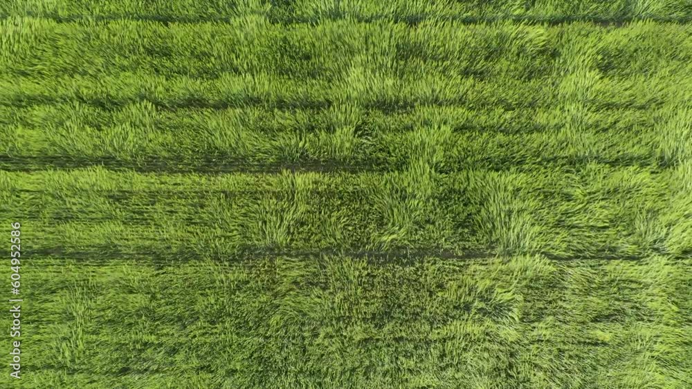 Top down drone fview over green wheat field waving in the wind. Green cereals field in the wind. Ears of wheat on the field blown by the wind. Strong wind over the meadow. Agricultural business