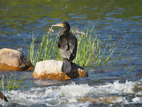 Great cormorant, 