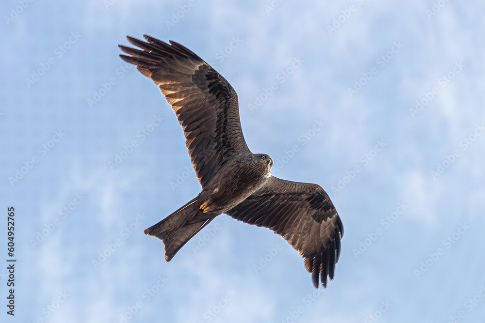 Obraz premium osprey in flight