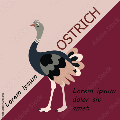 Poster, banner with ostrich bird and text. Poster layout design. Letters.
