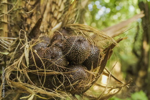 Salak or snake fruit still attached to the tree. Indonesian authentic fruit agriculture product. Concept for organic farming, plant cultivation.