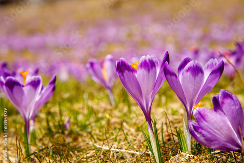 Colorful blooming purple flowers of Crocus heuffelianus (Crocus vernus) in the spring valley of the High Tatras, Poland, Chocholowska Valley photo