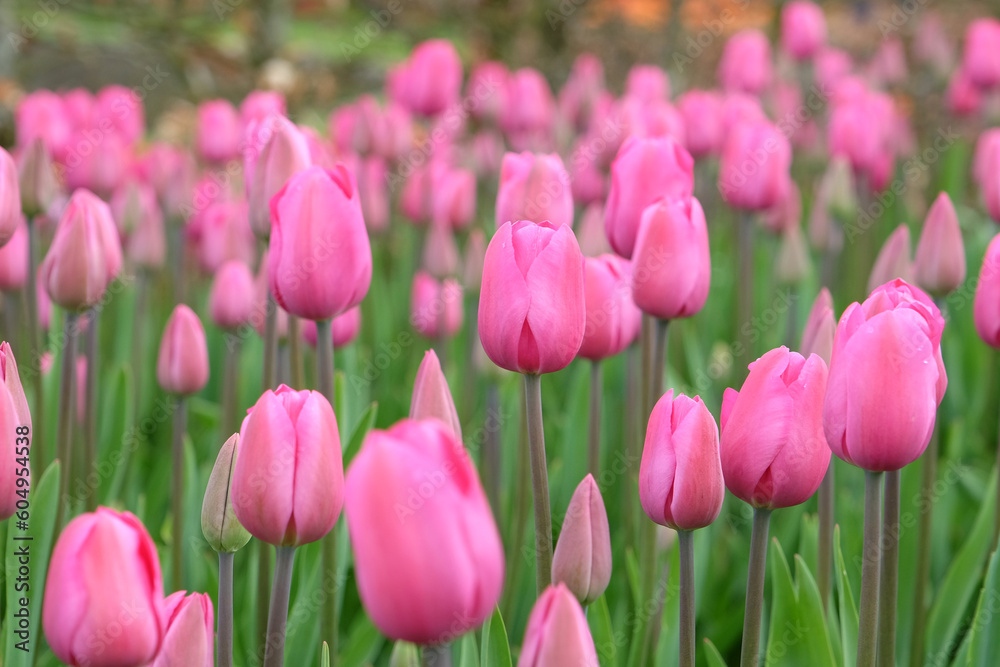 Triumph Tulip 'Don Quichotte' in flower.