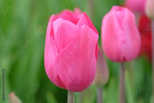 Triumph Tulip 'Don Quichotte' in flower. #604954511