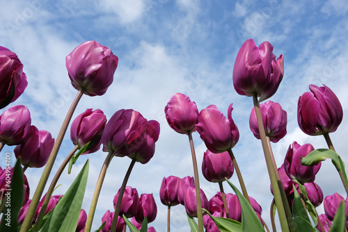 Triumph Tulip 'NegritaÕ in flower. #604954700