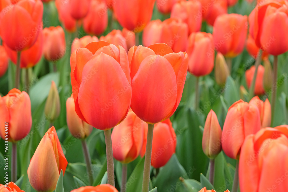 Triumph Tulip 'Walsrode' in flower.