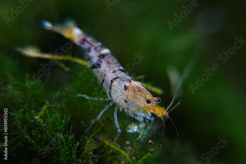 Tiger Shrimp Caridina cf. Cantonensis “Tiger”|虎纹虾 photo