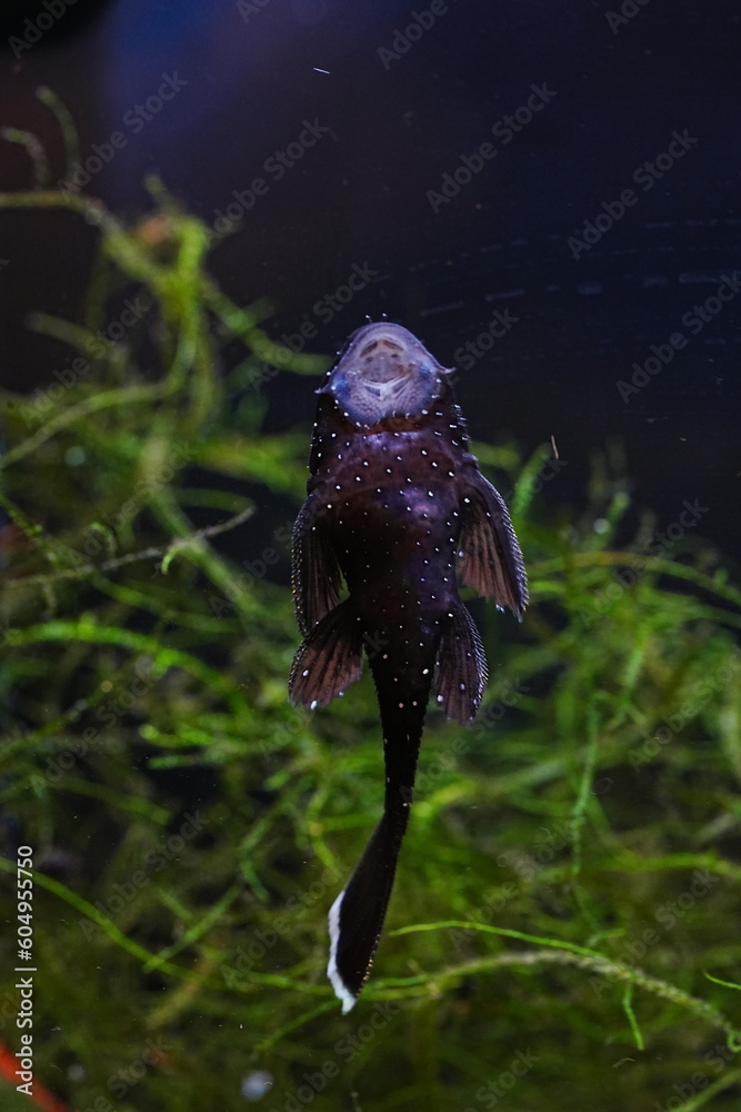 The catfish|loricariidae|吸甲鯰科