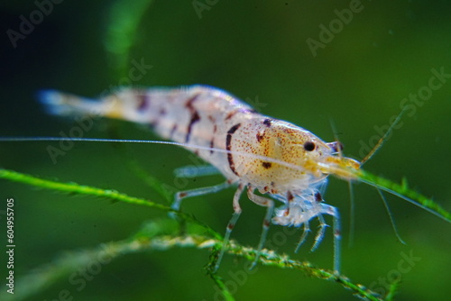 Tiger Shrimp (Caridina cf. cantonensis) are eye-catching freshwater shrimp with bold stripes and energetic behavior, often kept in planted nano aquariums for their beauty and algae-cleaning role. 