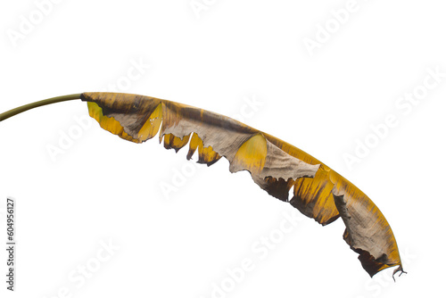 dried banana leaves on a white background,png file