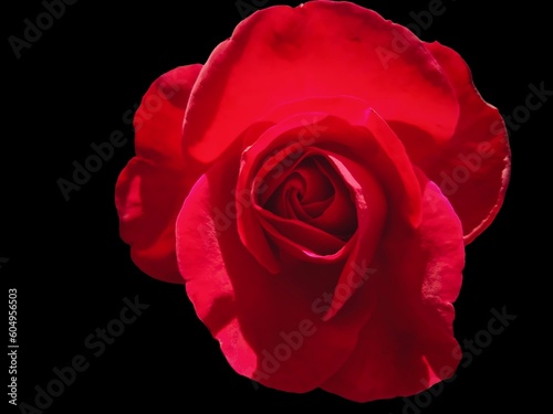 red rose and black background