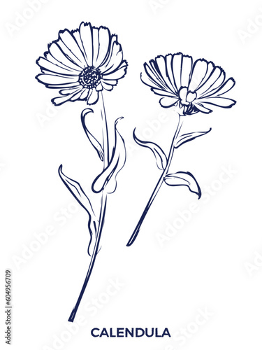 Calendula hand drawn vector botanical illustration. Cosmetic and medical plant. Sketch on white background. 