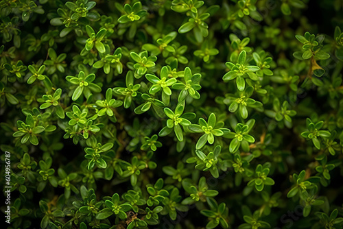 Fresh green thyme leaves filling the entire frame, fresh herbs, generative AI