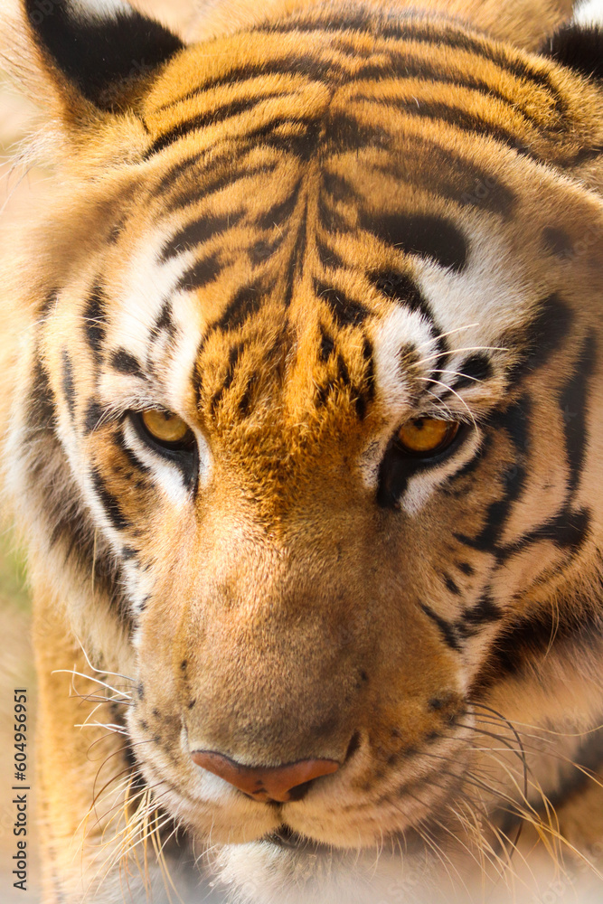 Obraz premium portrait of a tiger