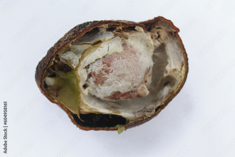 Rotten avocado. Bad avocado with mold and rot. Rotten avocado. Bad avocado with mold and rot.