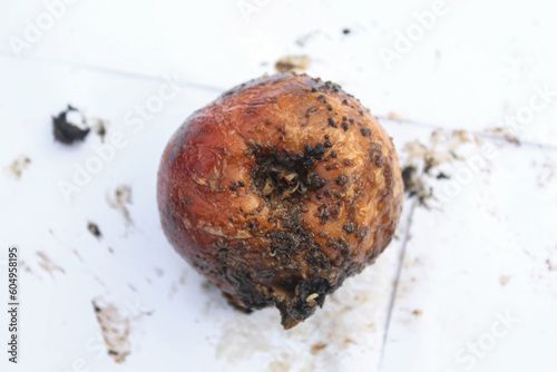 Rotten spoiled apple. Apple with mold and maggots.