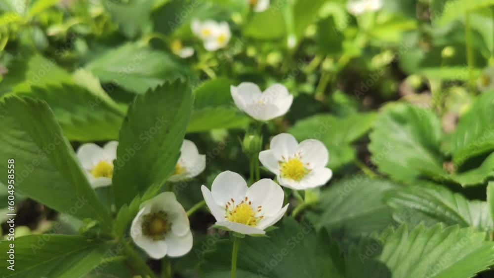 blooming seedlings of strawberries in the garden in the sunlight close-up blooming seedlings of strawberries in the garden in the sunlight close-up