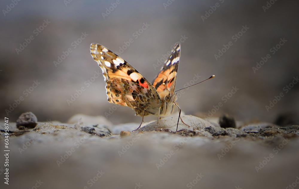 Obraz premium butterfly on the ground