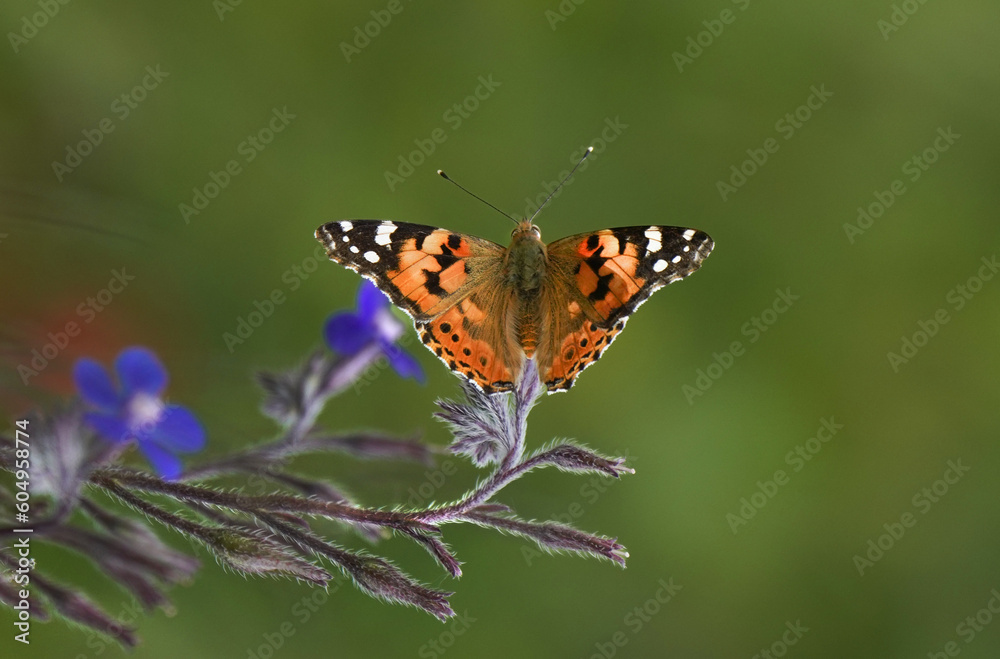 Obraz premium butterfly on flower