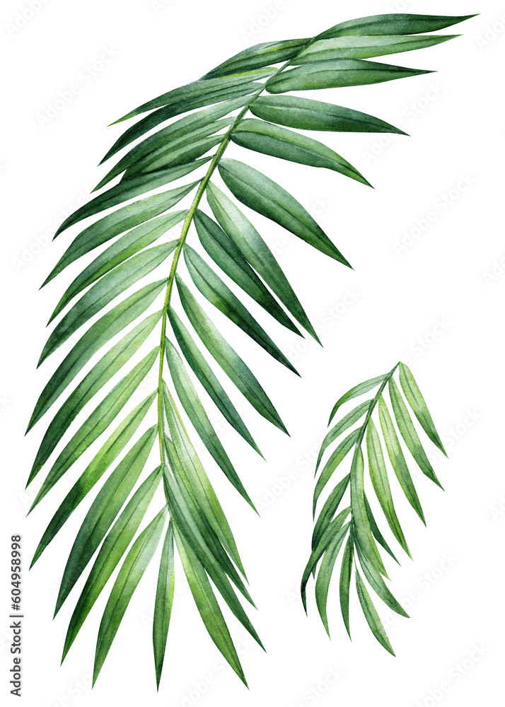 Hand drawn Palm leaves on isolated white background. Watercolor botanical illustration. Flora clip art.