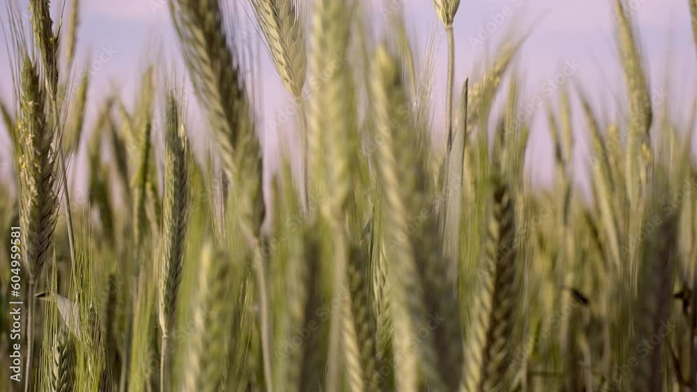 Wheat Field. Ears of wheat close up. Harvest and harvesting concept. Wheat Field. Ears of wheat close up. Harvest and harvesting concept.