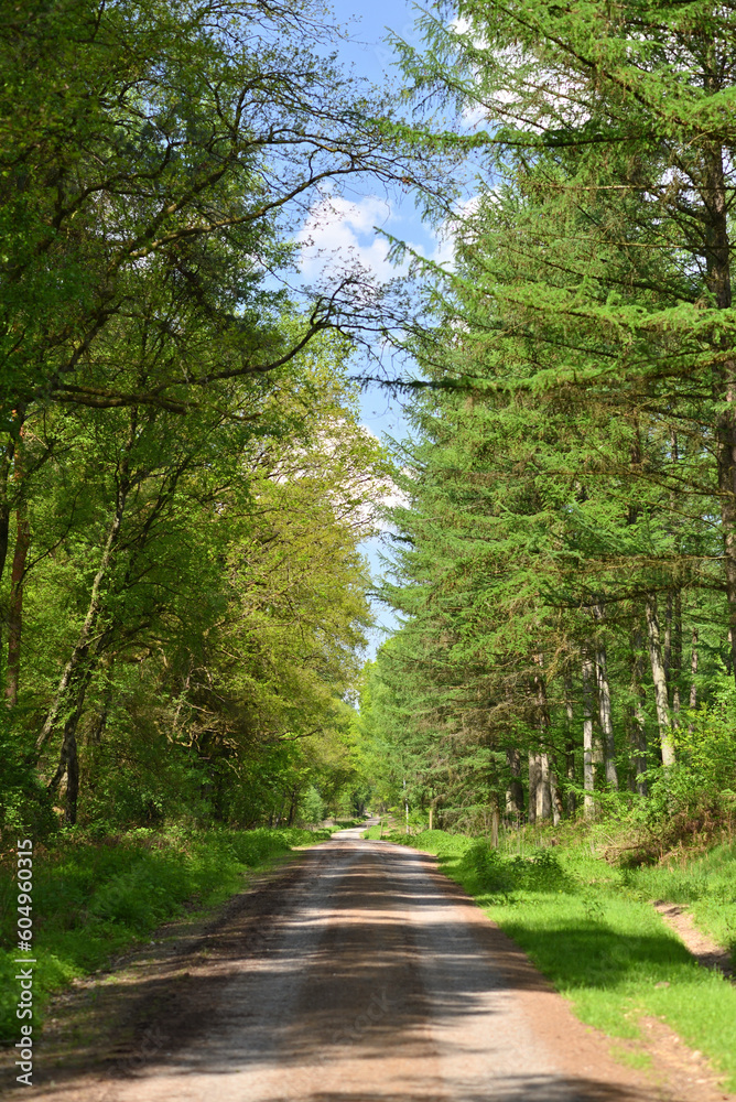 Forest road on a summer sunny day. Forest road on a summer sunny day.