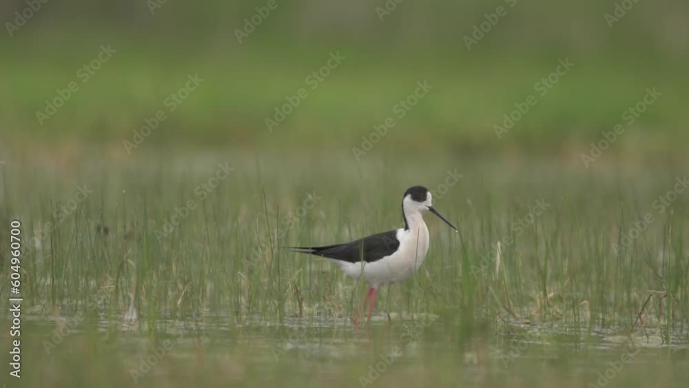 Black-winged stilt himantopus himantopus Black-winged stilt himantopus himantopus