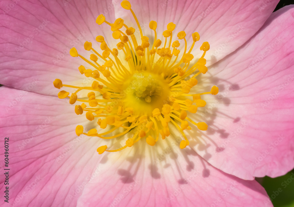 Close-up with pink wild rose flower ( rosa rubiginosa ) on natural green background. Close-up with pink wild rose flower ( rosa rubiginosa ) on natural green background.