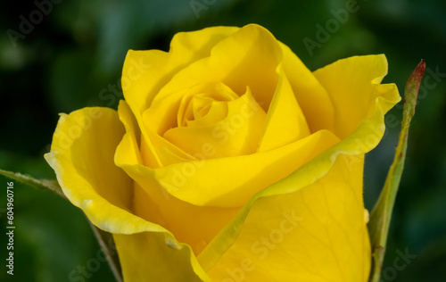 Close-up with yellow rose . Flower details.