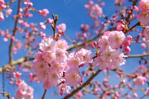 Photos Cherry tree, Prunus serrulata 'Accolade' in flower.