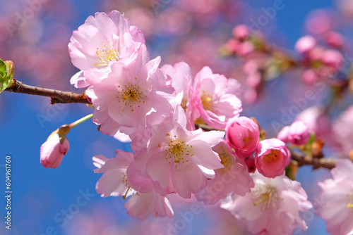 Cherry tree, Prunus serrulata 'Accolade' in flower.