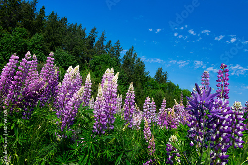 A field of purple, lilac, and pink lupine flowers in a field with green trees and a blue sky background