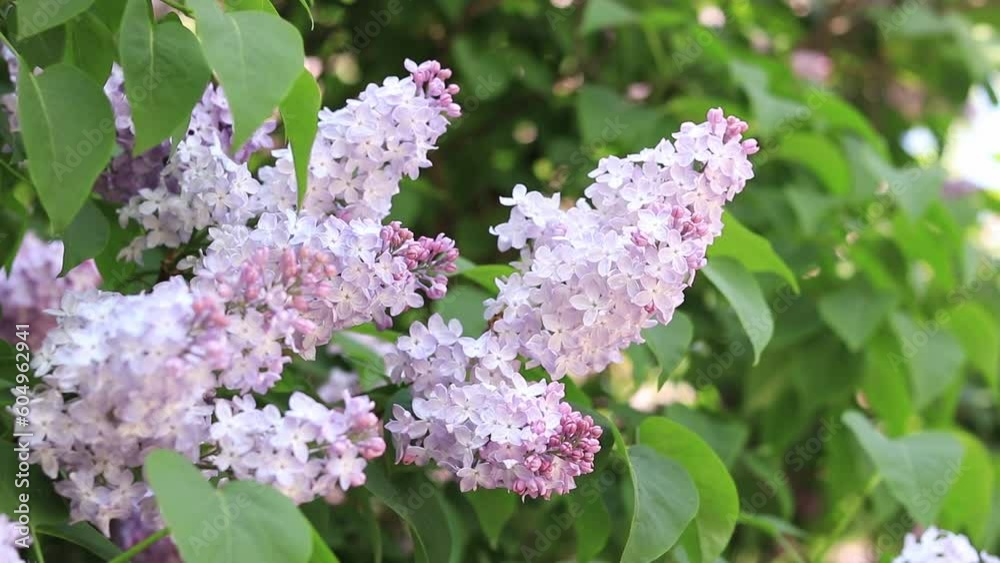 Light pink inflorescences of a lilac bush in spring. For video presentations, advertising. Lilac close-up Light pink inflorescences of a lilac bush in spring. For video presentations, advertising. Lilac close-up