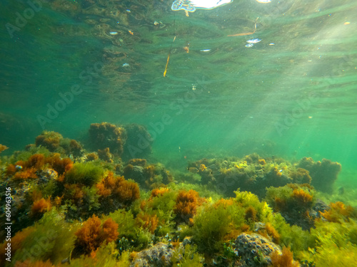 Underwater image Marine reserve in Denia Alicante Spain Sant Antoni cape