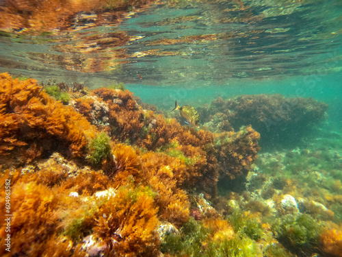 Underwater image Marine reserve in Denia Alicante Spain Sant Antoni cape