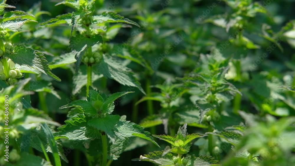 Bush of stinging-nettle. Medical Nettle leaves with flowers on warm golden hour sunset, sunrise time. Side view. Botanical pattern. Greenery common nettle. Urtica dioica in the garden. Medicinal plant Bush of stinging-nettle. Medical Nettle leaves with flowers on warm golden hour sunset, sunrise time. Side view. Botanical pattern. Greenery common nettle. Urtica dioica in the garden. Medicinal plant
